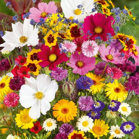 BlossomBurst™ Combo – Boost + Blossom Starter Pack