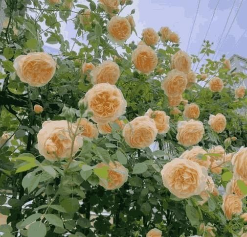 Japanese Elegant Climbing Rose Flower Seeds