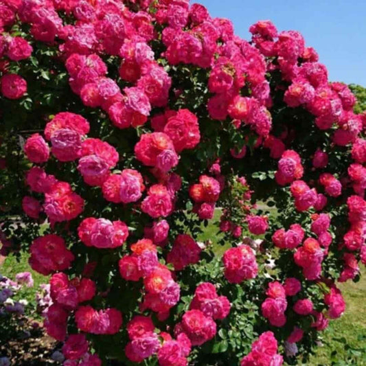 Japanese Elegant Climbing Rose Flower Seeds