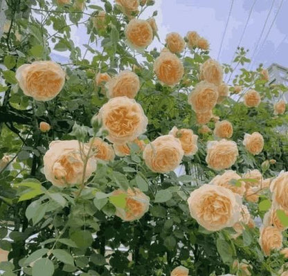 Japanese Elegant Climbing Rose Flower Seeds